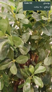 بونسای مصنوعی برگ شفلرا