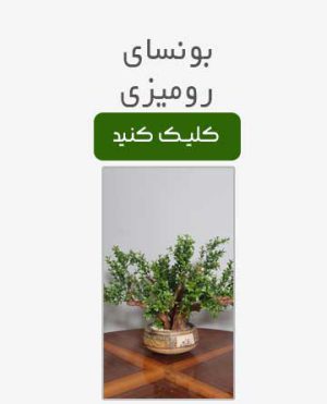 بونسای و گلدانهای رومیزی