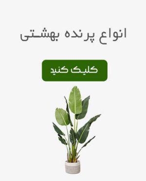 پرنده بهشتی