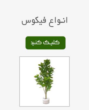 فیکوس لیراتا