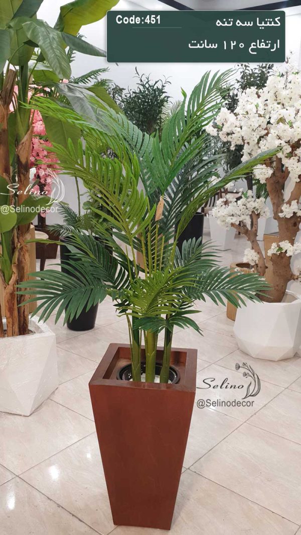 درختچه کنتیا سه تنه 120 سانت