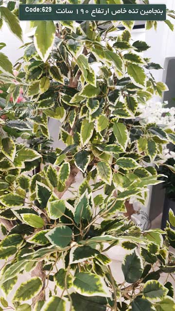 درختچه بنجامین ابلق مصنوعی 190 سانت با تنه چوب طبیعی - Image 3