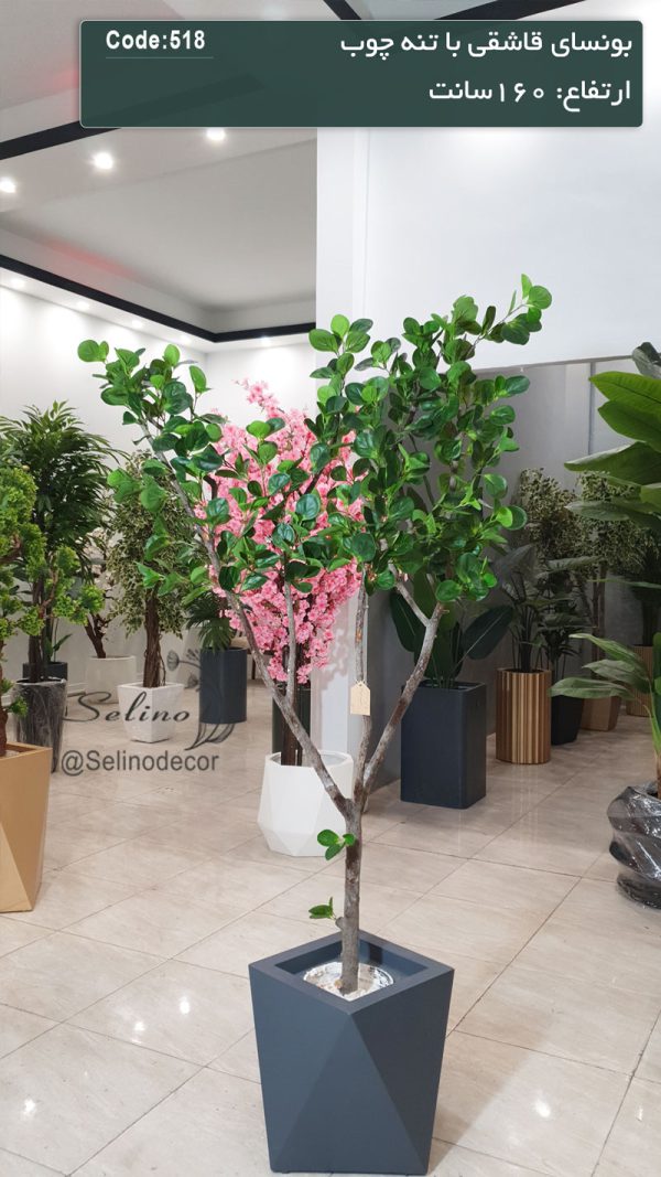 بونسای قاشقی با تنه چوب طبیعی ارتفاع 160 سانت - Image 2