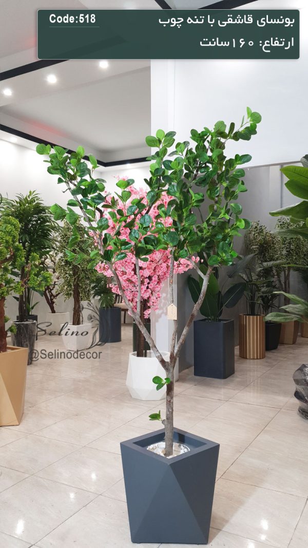 بونسای قاشقی با تنه چوب طبیعی ارتفاع 160 سانت