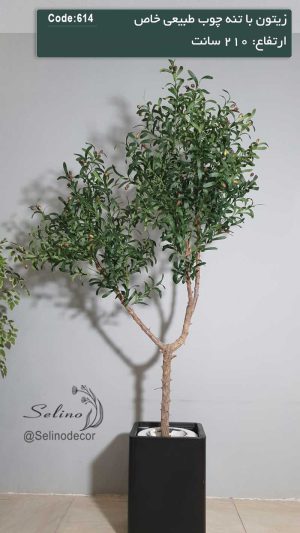 درختچه مصنوعی زیتون 210 سانت تنه چوب طبیعی