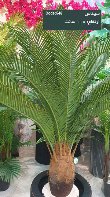 خرید سیکاس مصنوعی