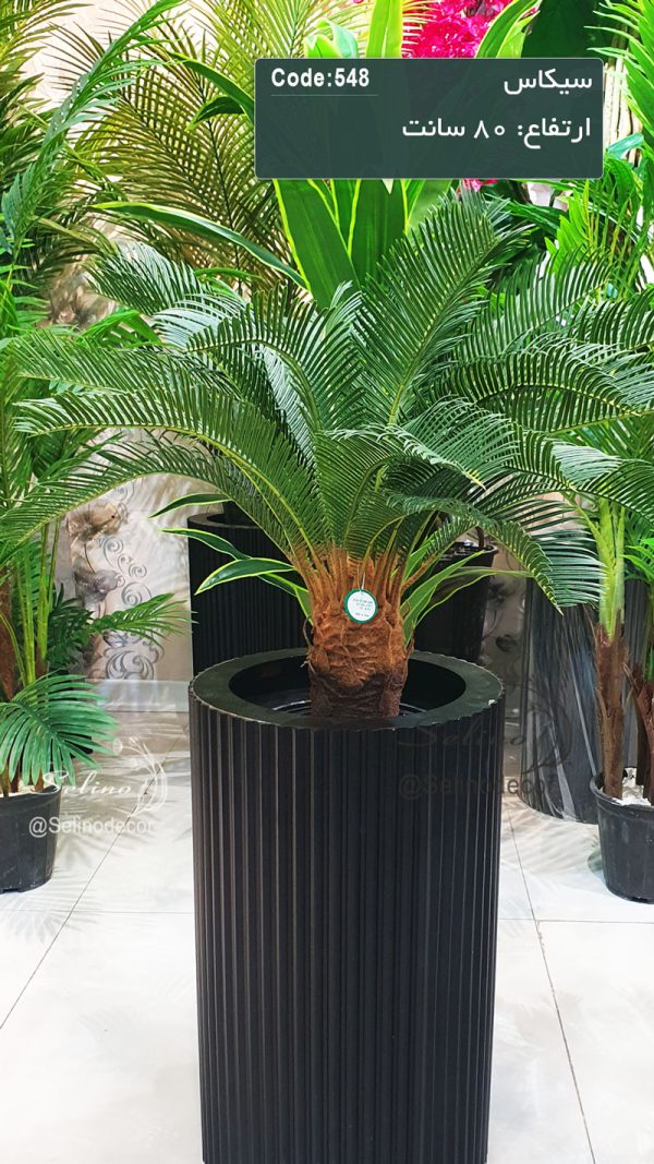 درختچه سیکاس