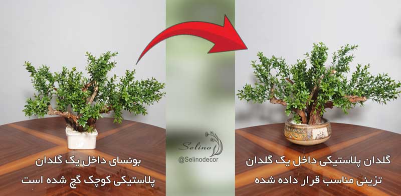 بونسای رومیزی 
