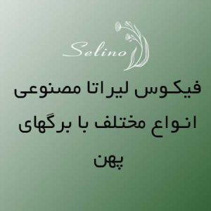 گل فیکوس برگ پهن
