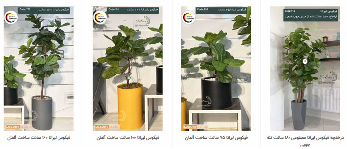 گل فیکوس برگ پهن