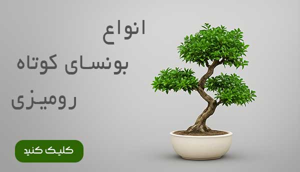 بونسای رومیزی