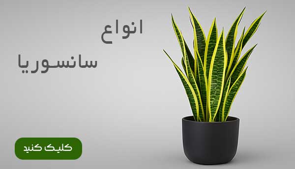 سانسوریا مصنوعی