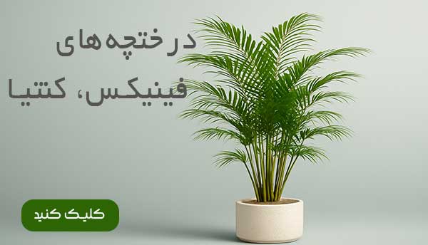 فینیکس مصنوعی کنتیا مصنوعی