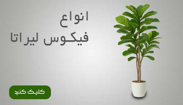 فیکوس لیراتا مصنوعی