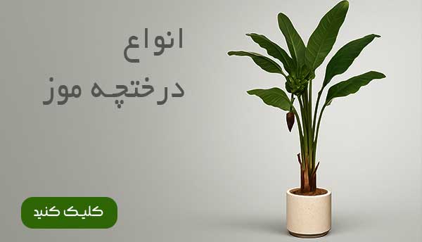 موز مصنوعی